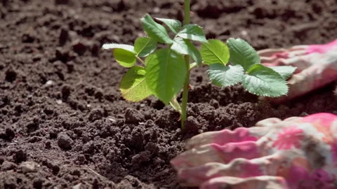 Spring work in the backyard garden. Gardener plants a rose in a bed. Stock Footage 317933842