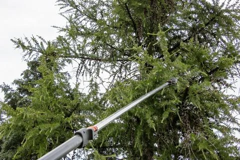 Spring work. Close-up of pruning branches on an old tall European larch wit.. Stock Photos