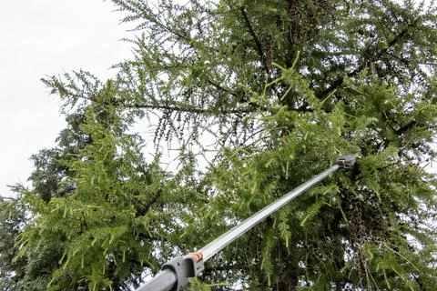 Spring work. Close-up of pruning branches on old tall European larch with h.. Stock Photos
