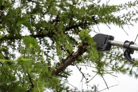 Spring work. Close-up of rejuvenation of old tall European larch by pruning.. Foto stock