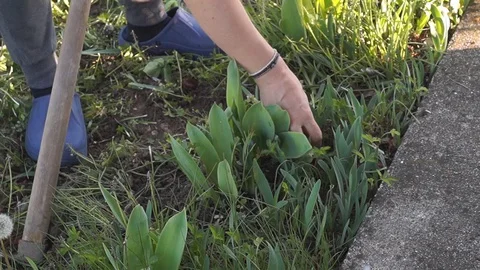 Spring work in the garden . Stock Footage 129247485