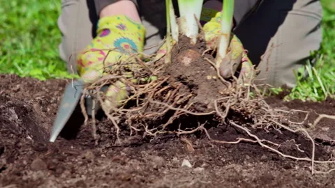 Spring work in the garden. Gardener plants irises in the bed. Slow motion 100fps Stock Footage 317934511
