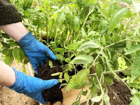 Spring work in the garden. Growing tomatoes. Planting tomato seedlings in the Stock Photos