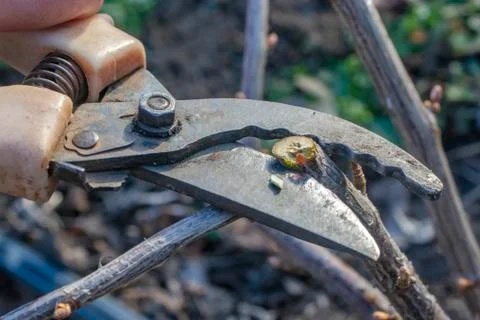 Spring work in the garden. Pruning shrubs and trees. Stock Photos