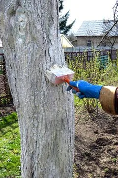 Spring work in the garden. Whitewashing tree trunks. Hand in a glove with a b Stock Photos