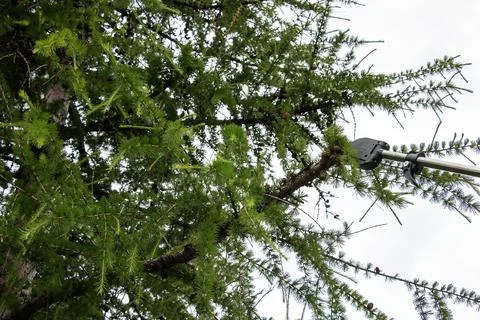 Spring work. Gardener trimming branches. Close-up of rejuvenation of old ta.. Stock Photos