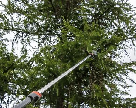 Spring work. Gardener trimming branches. Close-up of pruning branches on ol.. Stock Photos