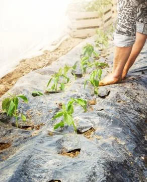 Spring work in the greenhouse Stock Photos