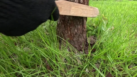 Spring work in the orchard. Stripping tree bark before painting. Stock Footage 303413016