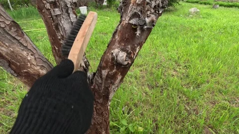 Spring work in the orchard. Stripping tree bark before painting. Stock Footage 303413058