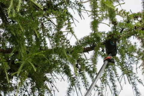 Spring work. Rejuvenation of old tall European larch by pruning branches wi.. Stock Photos