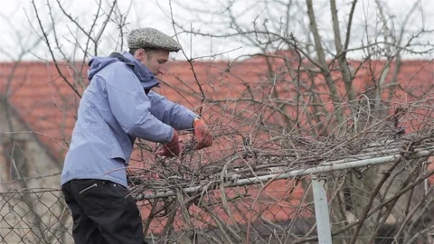 Spring work in the vineyard Stock Footage 72558023