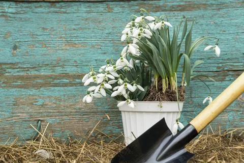 Spring work. white flower pot with snowdrops, garden shovel, hay, wooden ba.. Stock Photos