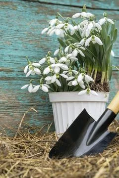 Spring work. white flower pot with snowdrops, garden shovel, hay, wooden ba.. Stock Photos