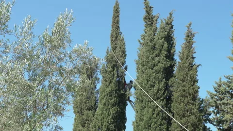 Spring works in the garden, man standing on industrial lifting crane and binding Stock Footage 234977152