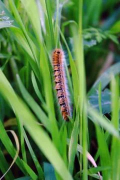 Spring worm Stock Photos
