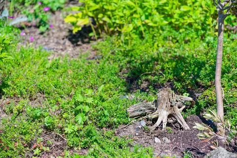 Spring yard with old stump and vivid grass with flowers. Stock Photos