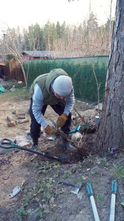 Spring Yard Work - A man is uprooting old tree and shrub roots in a garden Stock Footage 308179490