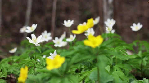 Spring yellow and white flowers in forest Stock Footage