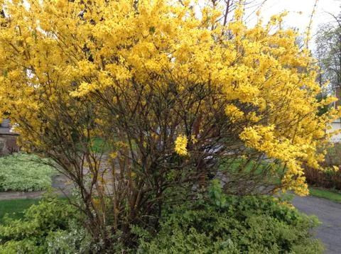 Spring Yellow Blooming Tree Stock Photos