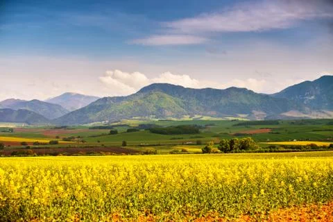 Spring yellow colza fields and green meadows in mountain valley. Foto stock