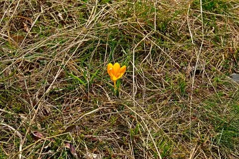 The spring yellow crocus. Stock Photos