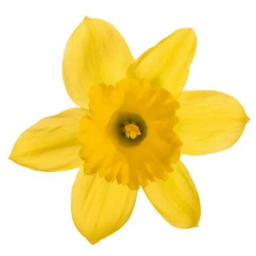 Spring yellow daffodil flower Stock-Fotos