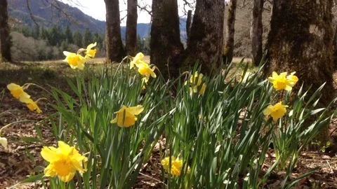 Spring yellow daffodils in breeze w trees behind Stock Footage 188378826