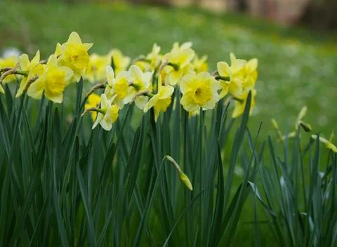 Spring yellow daffodils in close-up. Stock Photos