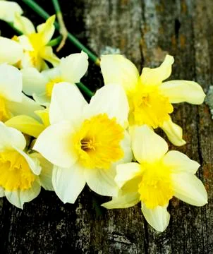 Spring Yellow Daffodils Stock Photos