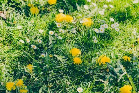 Spring yellow dandelion background. Spring concept Foto stock