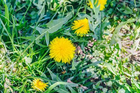 Spring yellow dandelion background. Spring concept Stock Photos