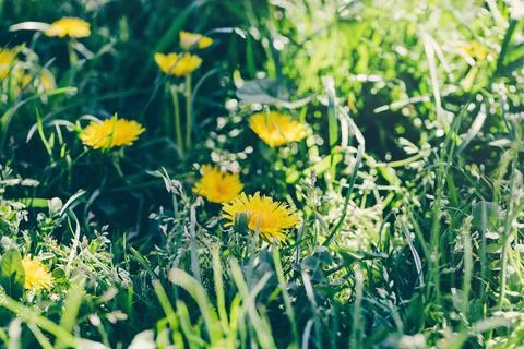 Spring yellow dandelion background. Spring concept Stock Photos