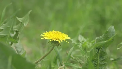 Spring yellow dandelion close up 動画素材 239792705