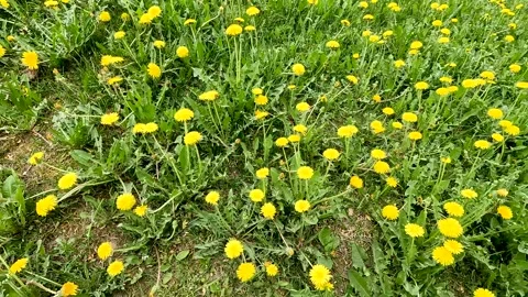Spring yellow dandelions in a clearing. Background Vídeos de archivo 278058330