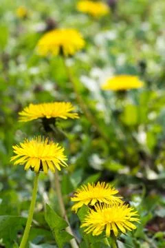 Spring yellow dandelions in the grass Stock Photos