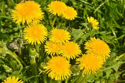 Spring yellow dandelions. Stock Photos