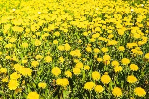 Spring yellow dandelions. Stock Photos