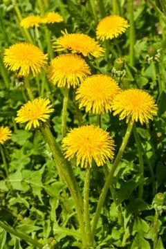 Spring yellow dandelions. Stock Photos