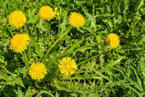 Spring yellow dandelions. Stock Photos
