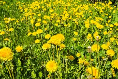 Spring yellow dandelions. Stock Photos