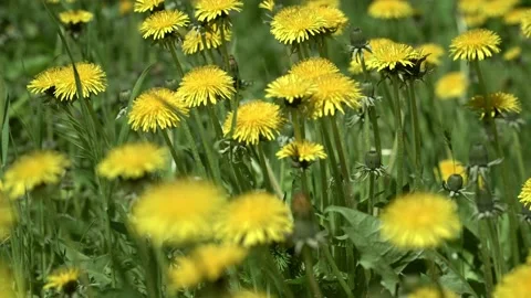 Spring. yellow dandelions sway in the wind on a green lawn. Stock Footage 238705937