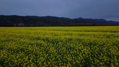 Spring yellow field Stock Footage 238631807