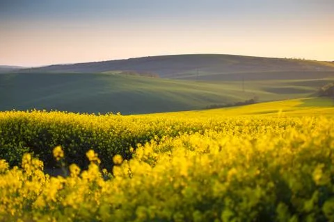 Spring yellow fields Foto stock