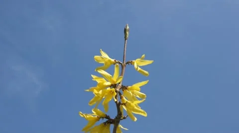 Spring Yellow Flower Against Blue Sky Stock Footage 10998992