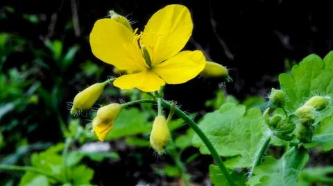 Spring yellow flower with buds close up. creeping buttercup flower with buds Stock Photos