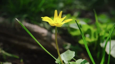 Spring yellow flower close-up. Tranquil natural background Stock Footage 336381200