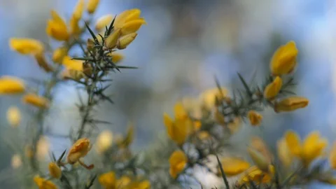 Spring Yellow Flower Stock Footage 113683720