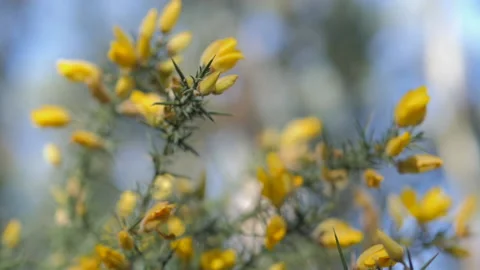 Spring Yellow Flower Stock Footage 135844196