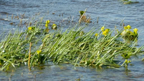 Spring yellow flower marsh marigold Stock Footage 130281693